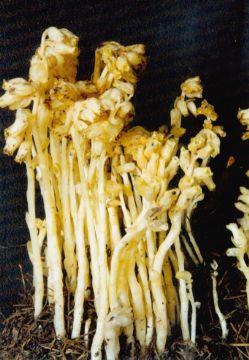 Hypopitys Monotropa Crantz Extract